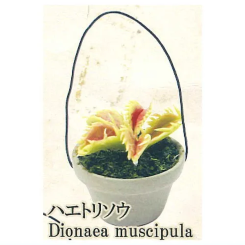 ของเล่นแคปซูลกาชาปองญี่ปุ่น รู - Capsule Toy Gashapon บทวิจารณ์และราคา